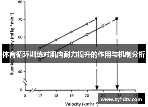 体育循环训练对肌肉耐力提升的作用与机制分析